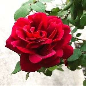 Meet your Posher, Michelly